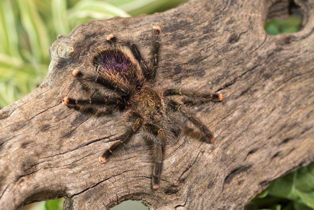 araignee : Photos d'un Avicularia Avicularia