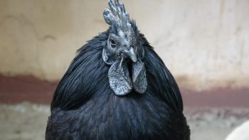 Ayam Cemani