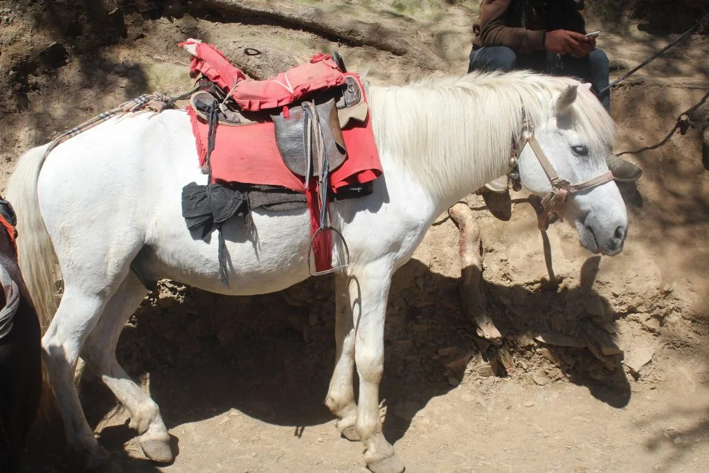 mule : Photos d'un Bardot