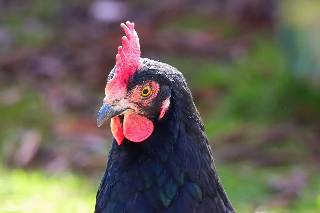 poule : Photos d'un Barnevelder