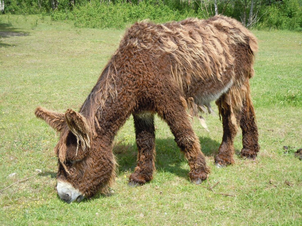 ane : Photos d'un Baudet du Poitou