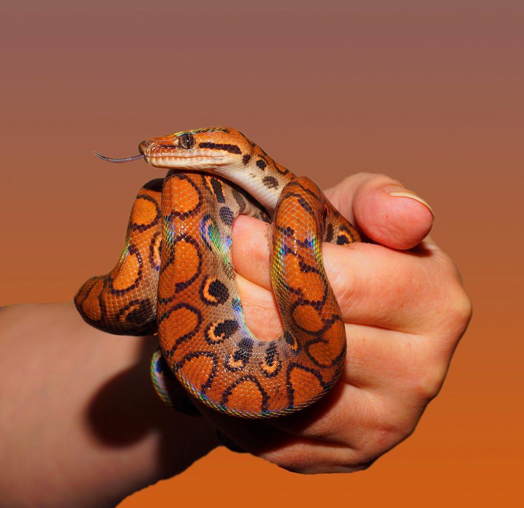 serpent : Photos d'un Boa Arc-En-Ciel (Epicrates Cenchria)