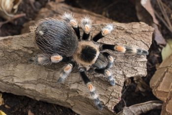 Brachypelma (Smithi) Hamorii