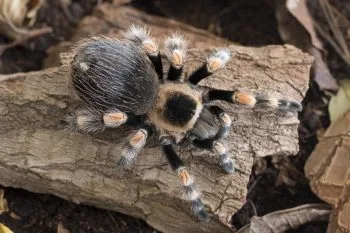 Brachypelma (Smithi) Hamorii