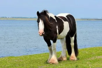 Irish-Cob