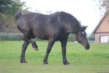 Percheron