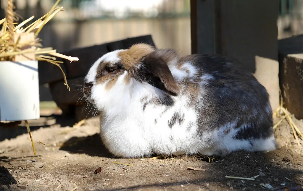 lapin : Photos d'un Bélier Français