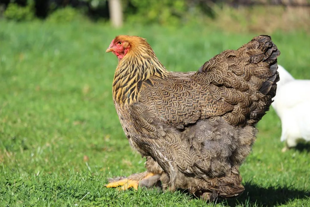 poule : Photos d'un Brahma