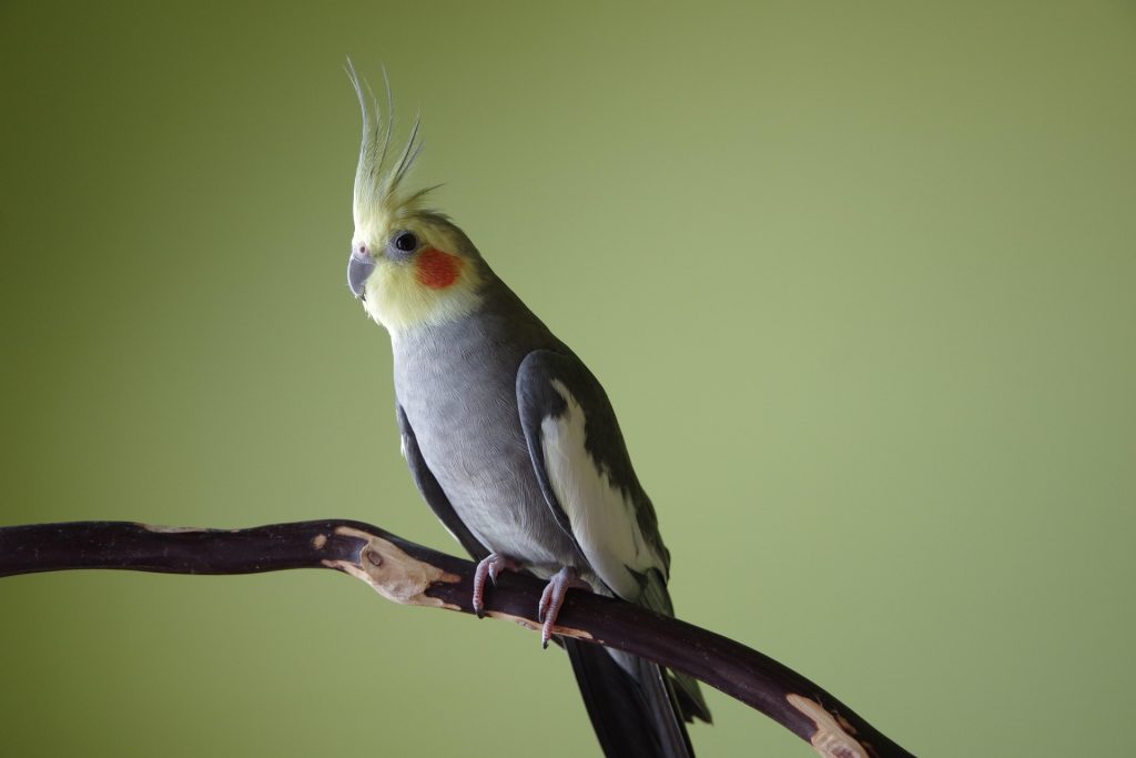 oiseau : Photos d'un Calopsitte Élégante