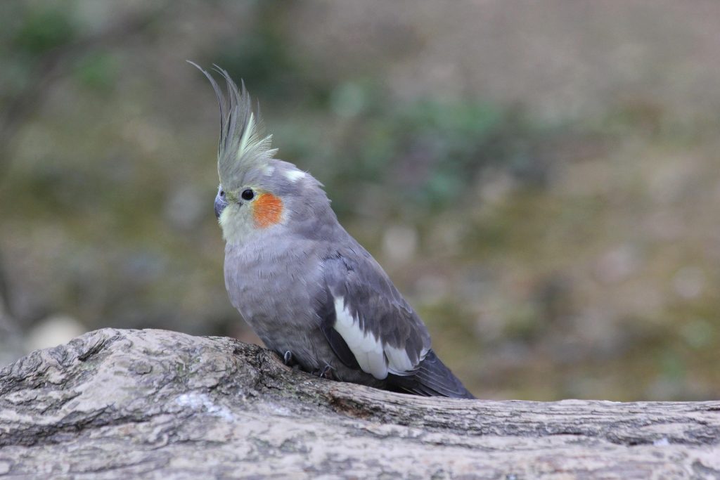 oiseau : Photos d'un Calopsitte Grise