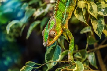 Caméléon Panthère (Furcifer Pardalis)