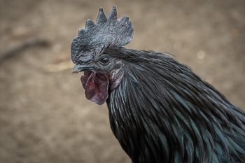 Cemani