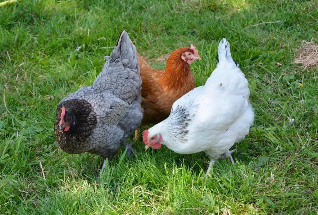 poule : Photos d'un Cendrée