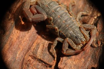 Centruroides Vittatus