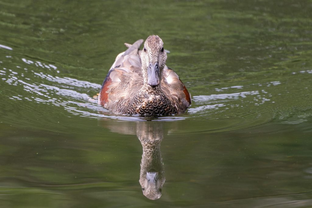 canard : Photos d'un Chipeau