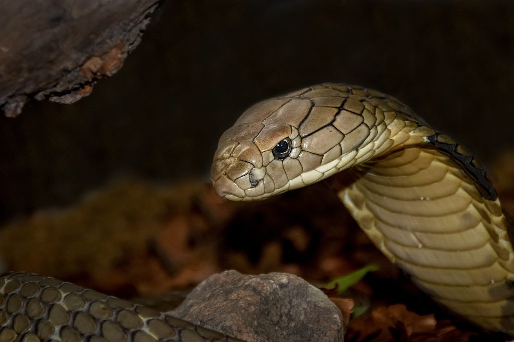 serpent : Photos d'un Cobra Royal (Ophiophagus Hannah)