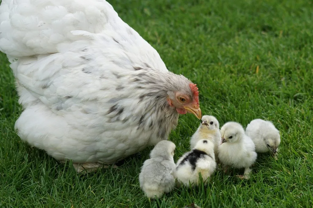 poule : Photos d'un Cochin