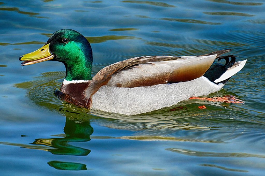 canard : Photos d'un Colvert