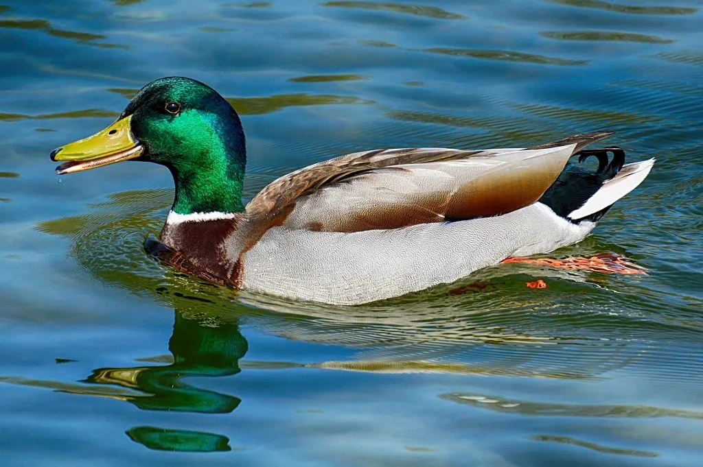canard : Photos d'un Colvert