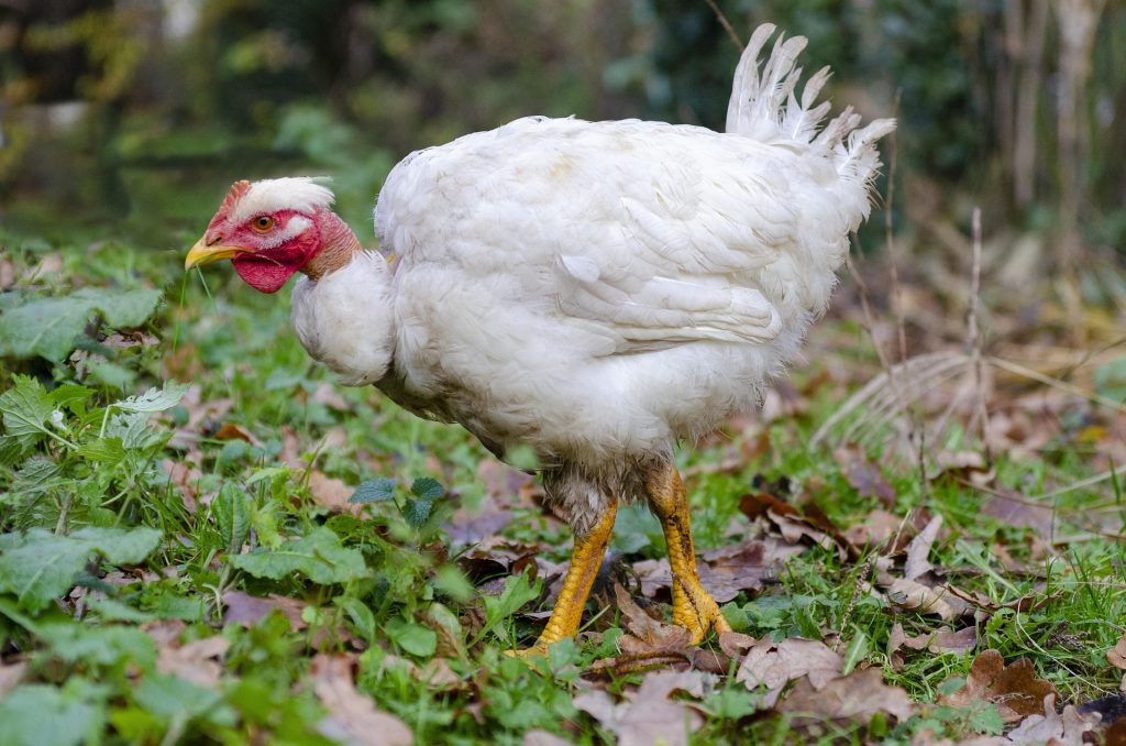 poule : Photos d'un Cou Nu du Forez
