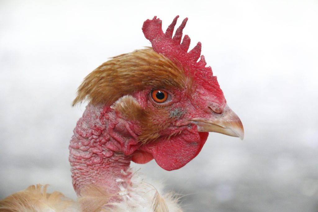 poule : Photos d'un Cou-nu roux