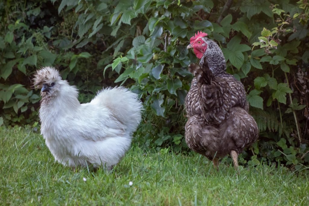 poule : Photos d'un Coucou de Rennes