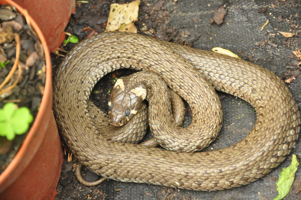 serpent : Photos d'un Couleuvre Ă Collier (Natrix Natrix)