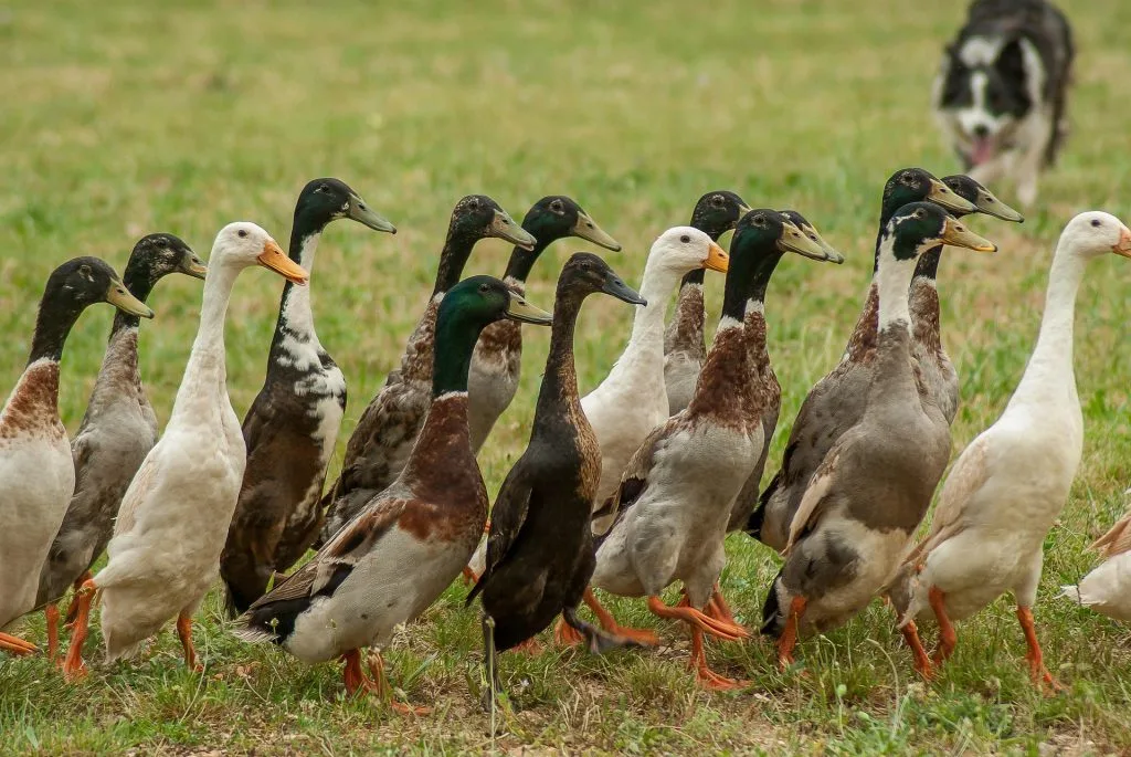 canard : Photos d'un Coureur Indien
