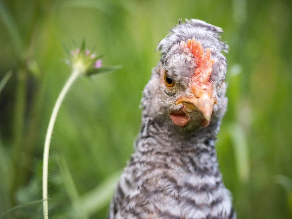 poule : Photos d'un Cream Legbar