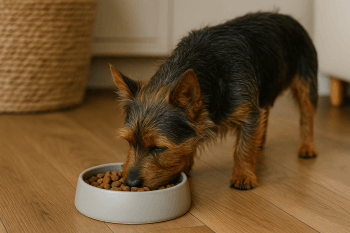 Chien : Photos prix d'un Terrier Australien qui mange des croquettes