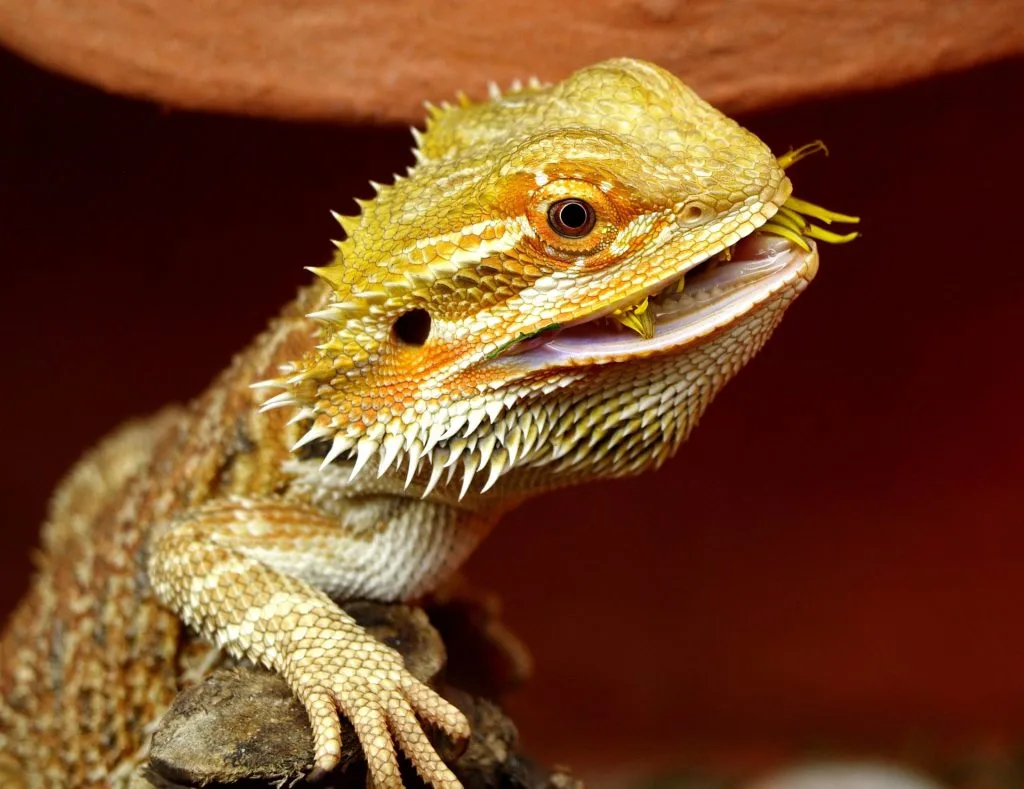 lezard : Photos d'un Dragon Barbu (Pogona Vitticeps)