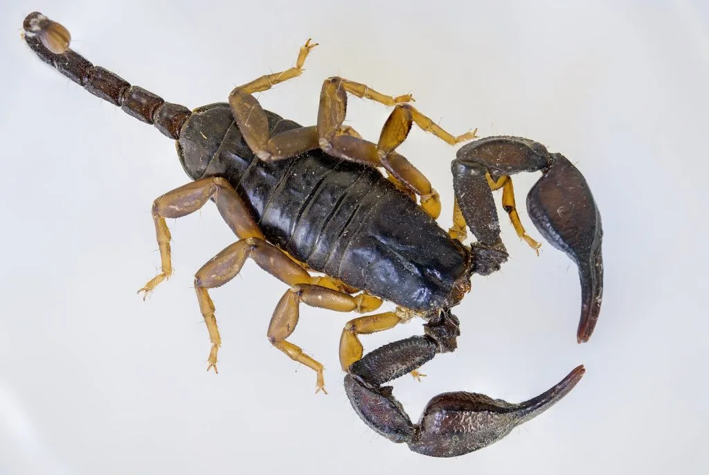 scorpion : Photos d'un Euscorpius Flavicaudis