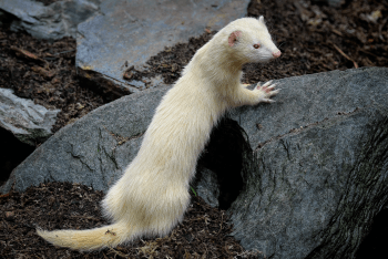 Furet Albinos