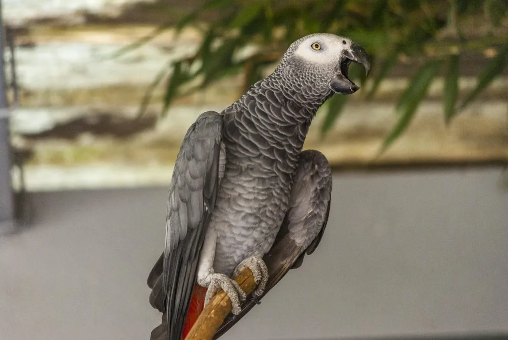 oiseau : Photos d'un Gris du Gabon