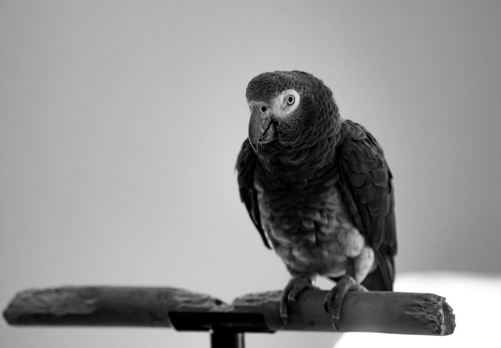 oiseau : Photos d'un Gris du Timneh