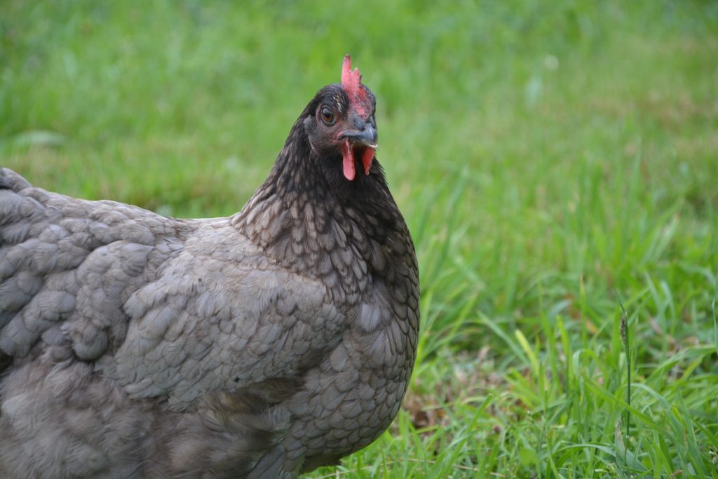 poule : Photos d'un Grise cendrée