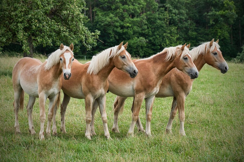 poney : Photos d'un Haflinger