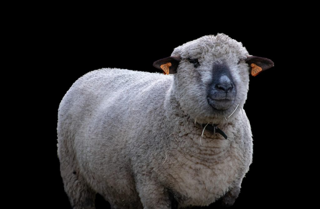 mouton : Photos d'un Hampshire