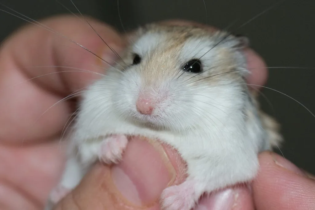 hamster : Photos d'un Hamster Roborovski