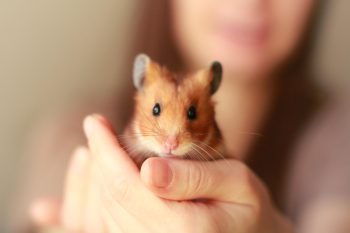 Hamster Syrien (Doré)