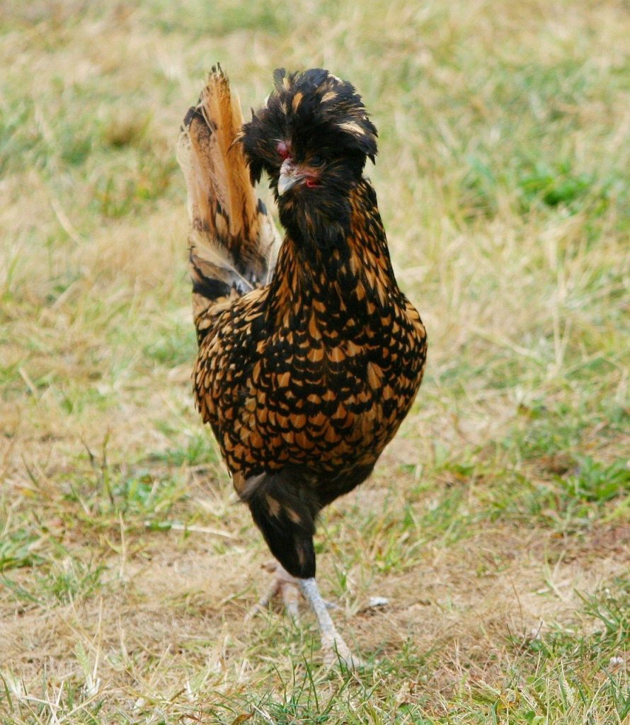 poule : Photos d'un Houdan