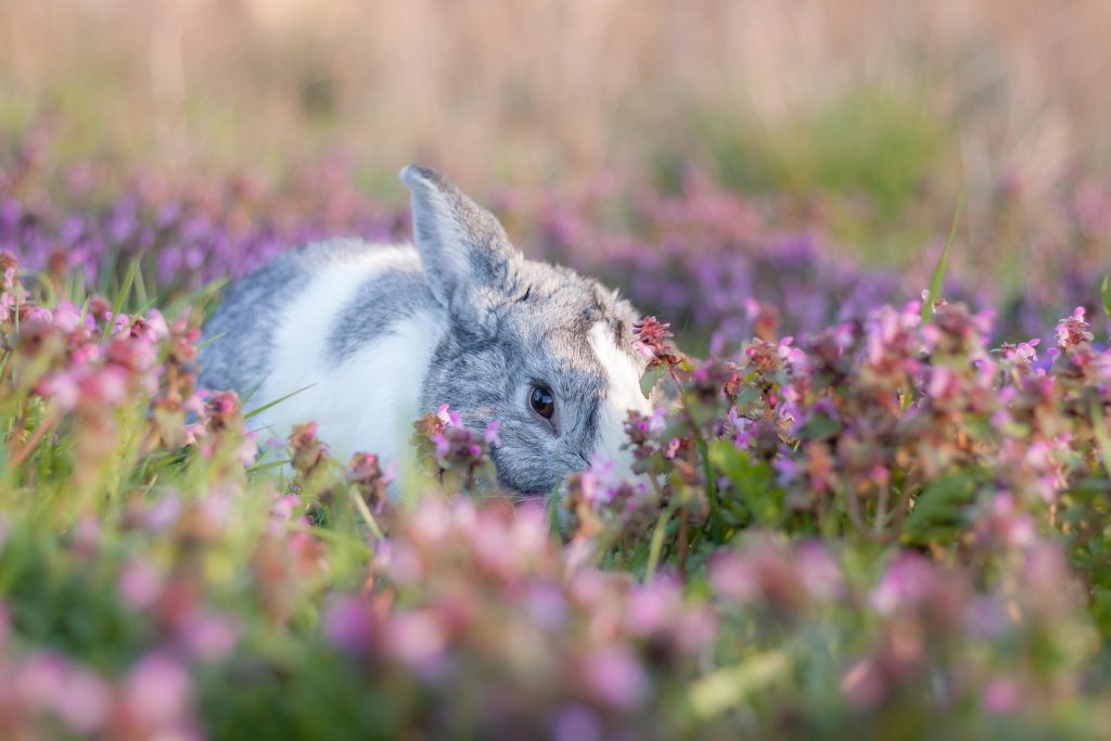 lapin : Photos d'un Lapin Hollandais