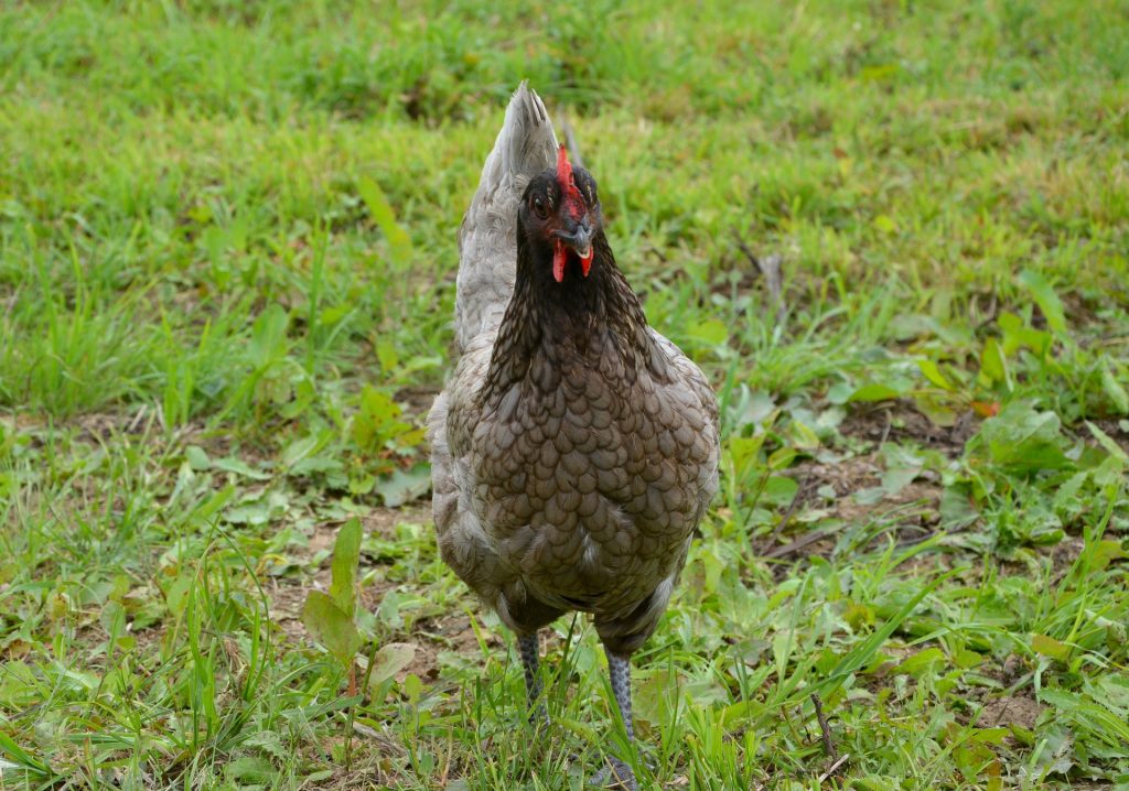 poule : Photos d'un Limousine