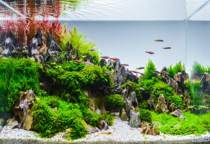 Aquarium planté d'eau douce