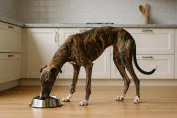 Chien : Photos prix d'un Galgo Español qui mange des croquettes
