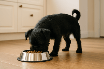Chien : Photos prix d'un Griffon Belge qui mange des croquettes