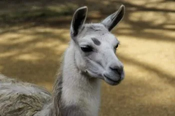 Llama