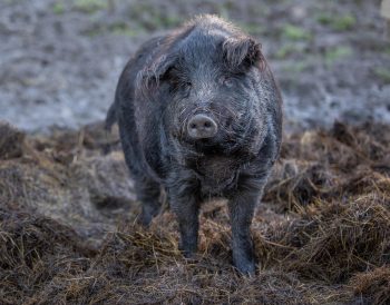 Mangalica