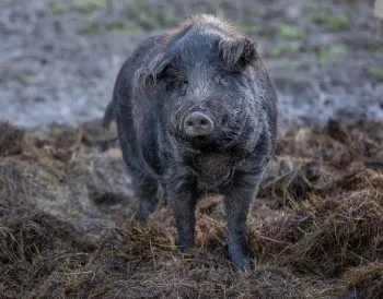 Mangalica