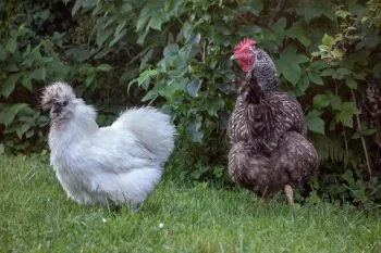 NĂšgre Soie